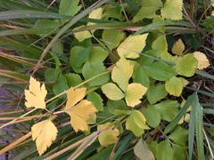 Ligusticum scothicum