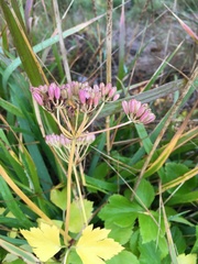 Ligusticum scothicum