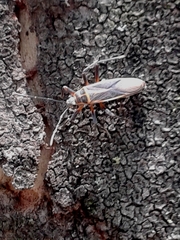 Stenomacra marginella