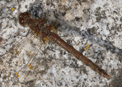 Sympetrum striolatum