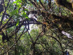 Nasua olivacea
