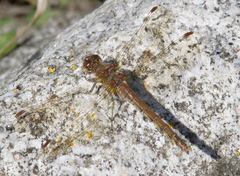 Sympetrum striolatum