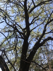 Vachellia robusta