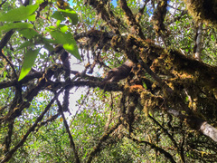 Nasua olivacea