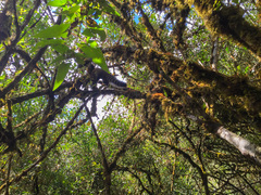 Nasua olivacea