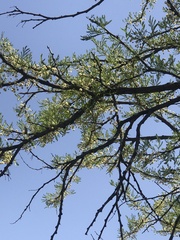 Vachellia robusta