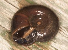 Planorbarius corneus