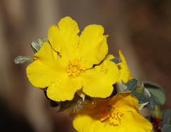 Hibbertia commutata