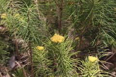 Cassinia leptocephala everettiae