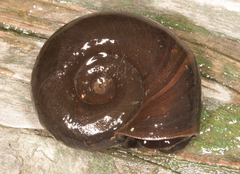 Planorbarius corneus