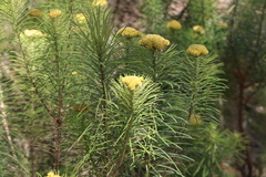 Cassinia leptocephala everettiae