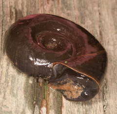 Planorbarius corneus