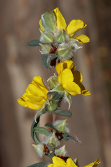 Hibbertia commutata