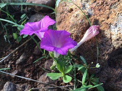 Ipomoea capillacea