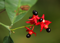 Rhabdophyllum calophyllum