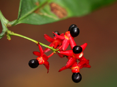 Rhabdophyllum calophyllum