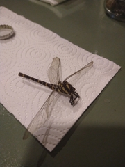 Cordulegaster boltonii