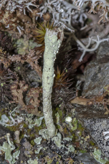 Cladonia sulphurina