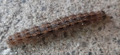 Thaumetopoea pityocampa