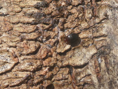 Scaphidema metallicum