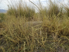 Camphorosma monspeliaca