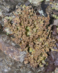 Cladonia crispata