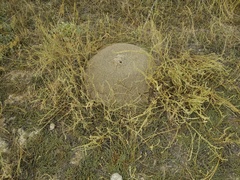 Camphorosma monspeliaca