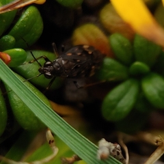 Teloleuca pellucens