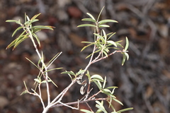 Acacia oswaldii