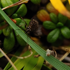 Teloleuca pellucens