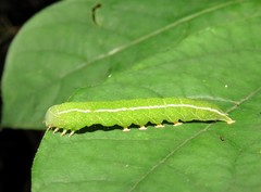 Panopoda