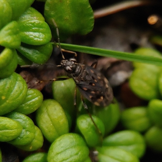 Teloleuca pellucens