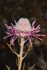 Isopogon crithmifolius