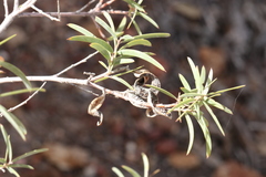 Acacia oswaldii