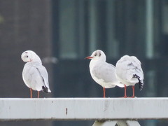 Chroicocephalus ridibundus