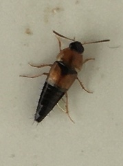 Coleoptera