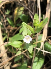 Torenia anagallis