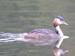 Podiceps cristatus
