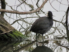 Fulica atra