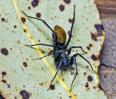 Nyssus luteofinis