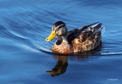Anas platyrhynchos