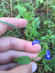 Salvia subincisa