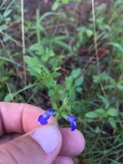 Salvia subincisa
