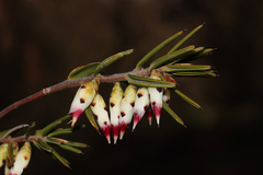 Conostephium pendulum