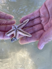 Astropecten jonstoni
