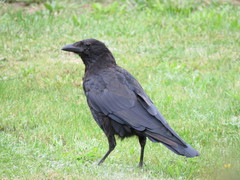Corvus corone