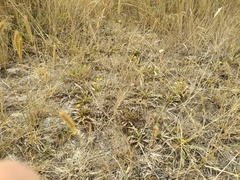 Taraxacum bessarabicum