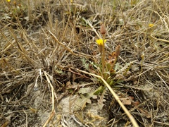 Taraxacum bessarabicum