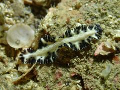 Maritigrella fuscopunctata