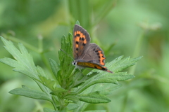 Lycaena phlaeas daimio